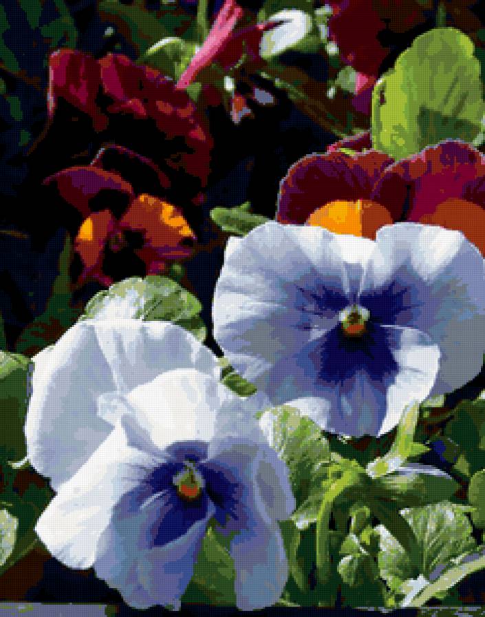 анютины глазки - цветы, фиалки - предпросмотр