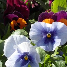 Схема вышивки «анютины глазки»