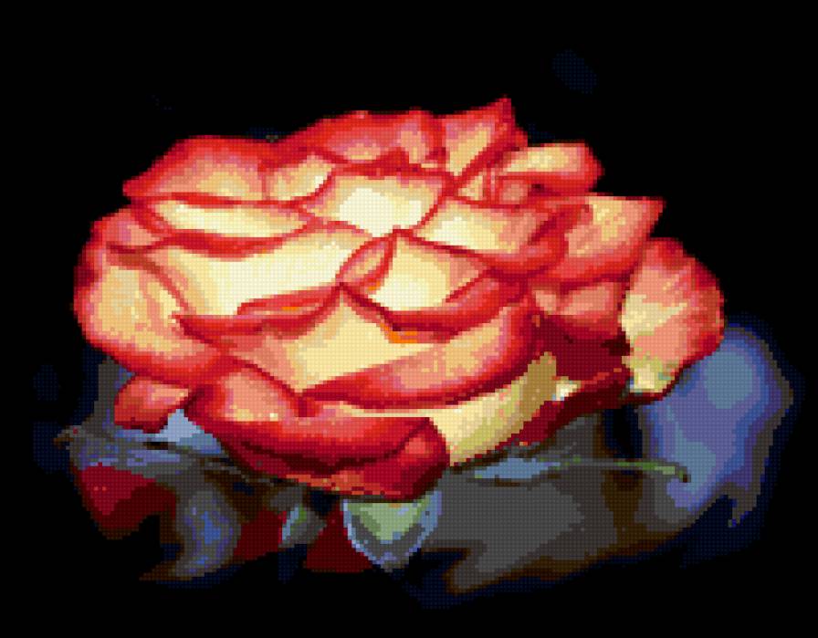 роза - цветок, розы, цветы, роза - предпросмотр