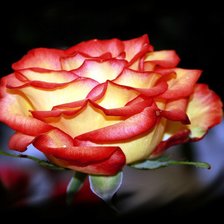 Схема вышивки «роза»