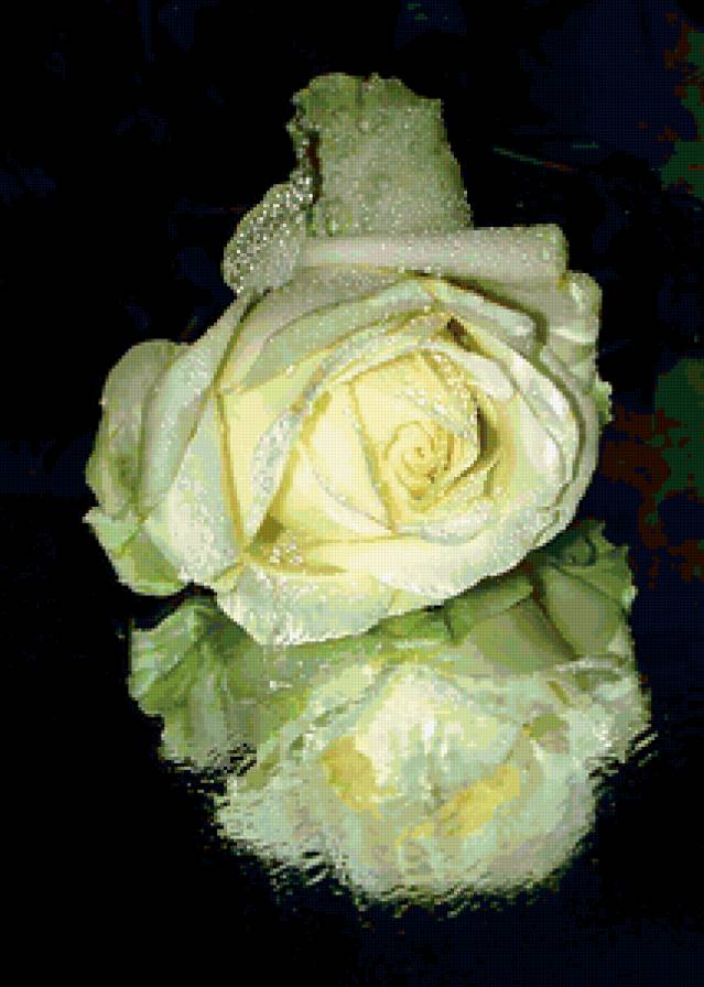 роза - роза, капли, цветы, розы, цветок, отражение - предпросмотр