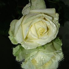 Схема вышивки «роза»