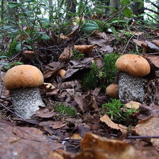 Схема вышивки «грибная пора»