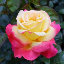 Схема вышивки «роза»