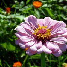 Схема вышивки «№365501»