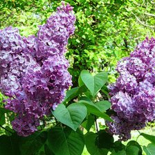 Схема вышивки «сирень»