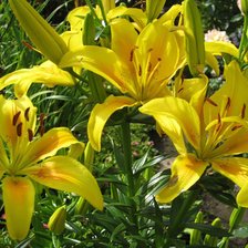 Схема вышивки «лилии»