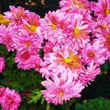 Схема вышивки «хризантемы»