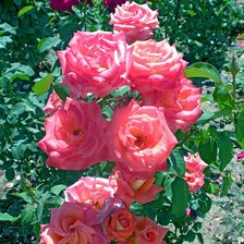 Схема вышивки «розы»