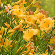 Схема вышивки «№365515»