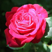 Схема вышивки «роза»