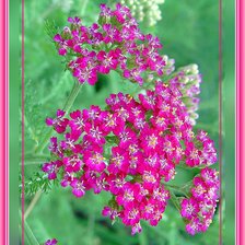 Схема вышивки «№365520»