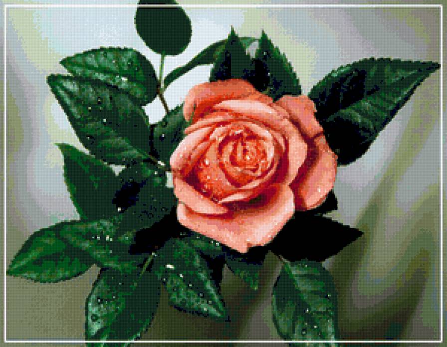 роза - роза, розы, цветы, капли, цветок - предпросмотр