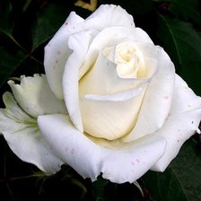 Схема вышивки «роза»