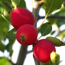 Схема вышивки «Ранет»