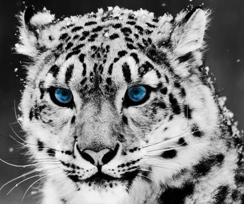 Снежный барс - животные - оригинал