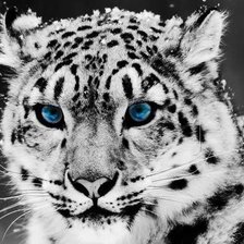 Схема вышивки «Снежный барс»