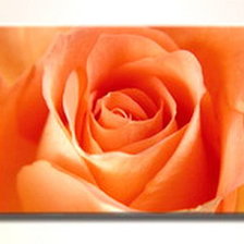 Схема вышивки «триптих розы»