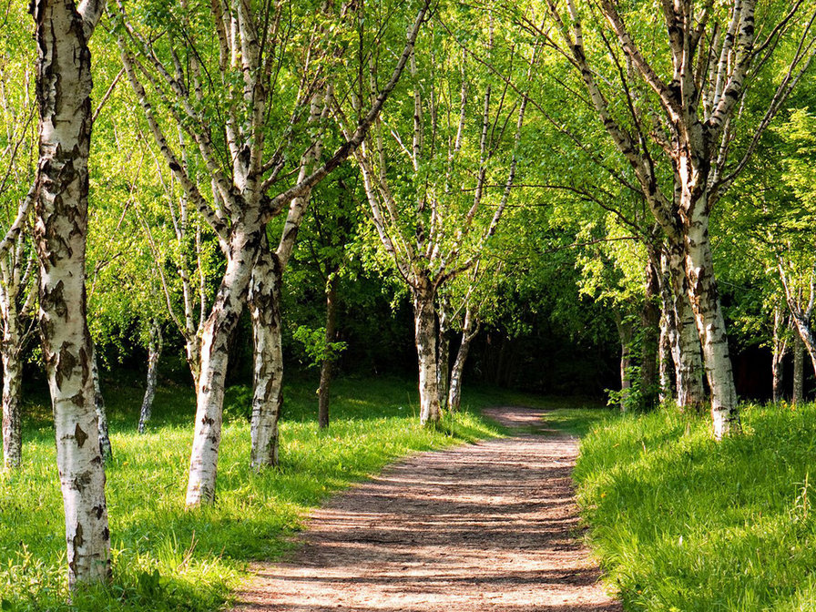 Березы - зелень, красота, березы, поляна, лес, дорога - оригинал