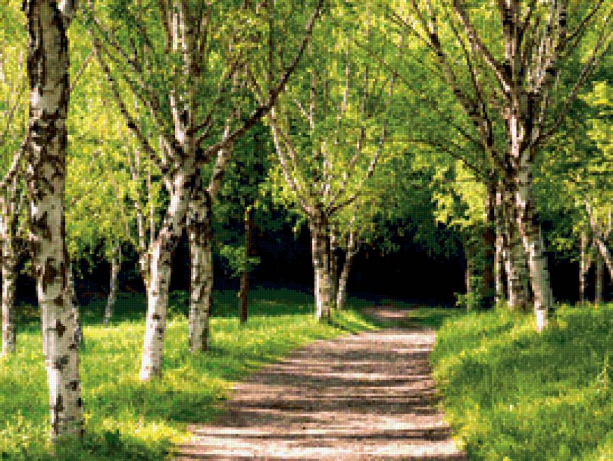 Березы - зелень, лес, красота, поляна, дорога, березы - предпросмотр