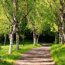 Схема вышивки «Березы»