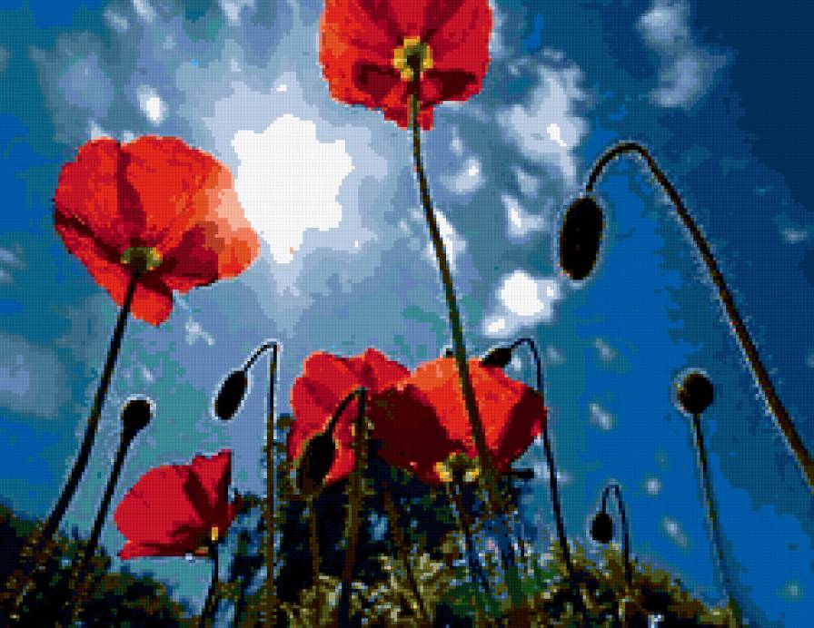 маки - небо, маки, солнце, цветы, лето - предпросмотр