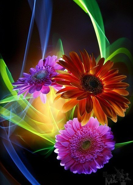 герберы - цветы - оригинал