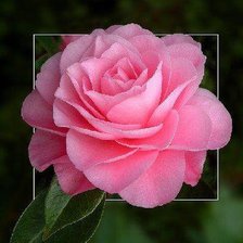 Схема вышивки «Розочка»