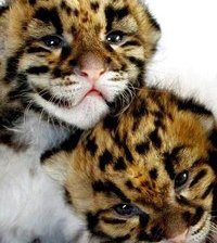 Схема вышивки «№366091»