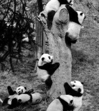 Схема вышивки «Панды»