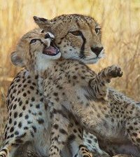 Схема вышивки «№366107»