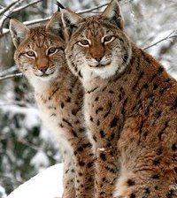 Схема вышивки «№366109»