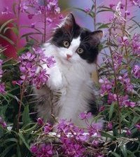 Схема вышивки «№366112»