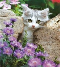 Схема вышивки «№366117»