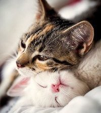 Схема вышивки «№366118»