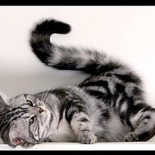 Схема вышивки «Кыця»