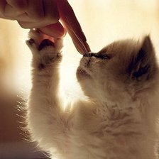 Схема вышивки «Котенок»