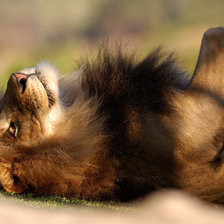 Схема вышивки «Лёва»