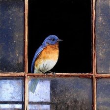 Схема вышивки «птицы»