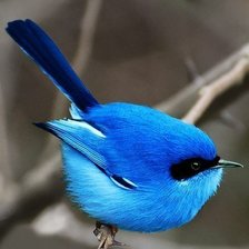 Схема вышивки «птица»