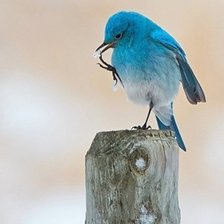 Схема вышивки «птица»