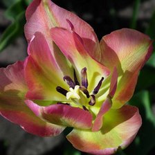 Схема вышивки «тюльпан»