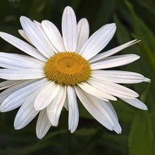 Схема вышивки «ромашка»