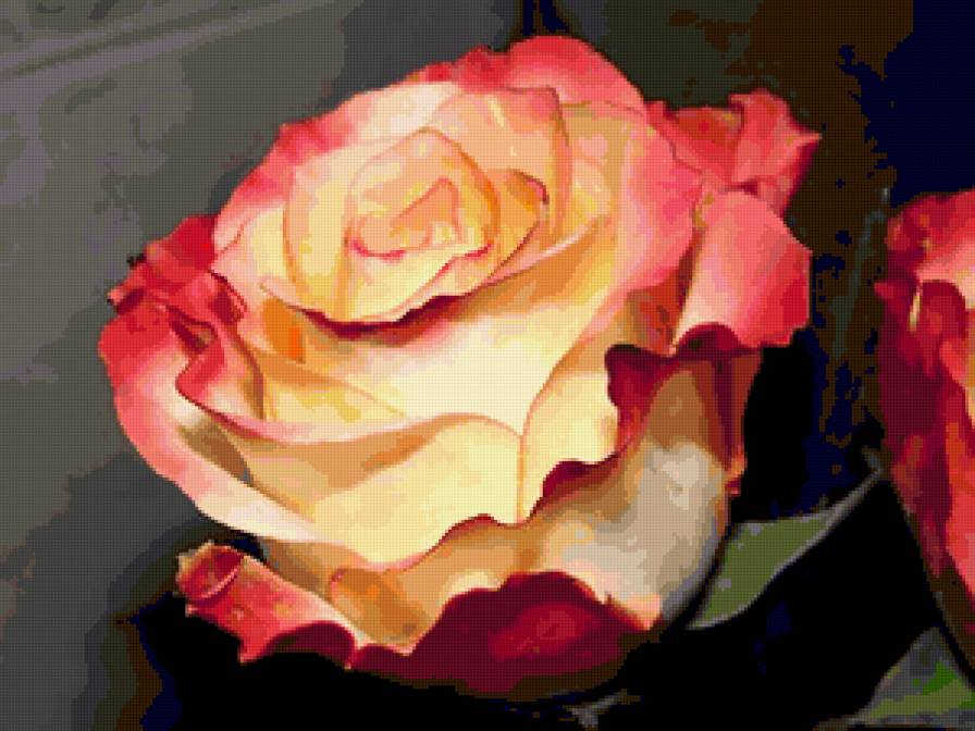 роза - цветы, роза, цветок, розы, подушка - предпросмотр