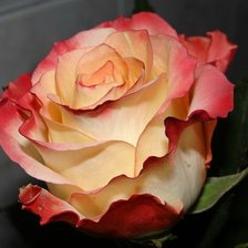 Схема вышивки «роза»