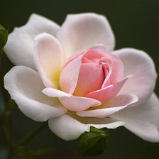 Схема вышивки «роза»