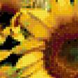Предпросмотр схемы вышивки «Подсолнухи» (№366505)