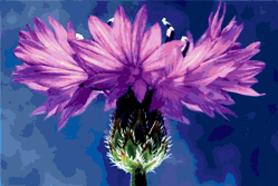 цветок василек - предпросмотр