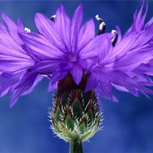 Схема вышивки «цветок василек»