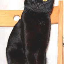 Схема вышивки «черный кот»